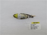 藏品(綠繡眼)的圖片